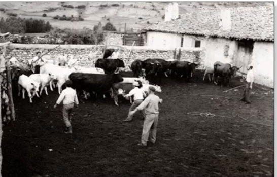 02.-Historia-ganaderia-Huelamo_5_ganado-huelamo_mariano-camara