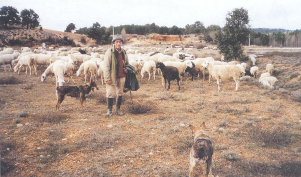 Artículo La ganadería histórica en Villalba de la Sierra_7