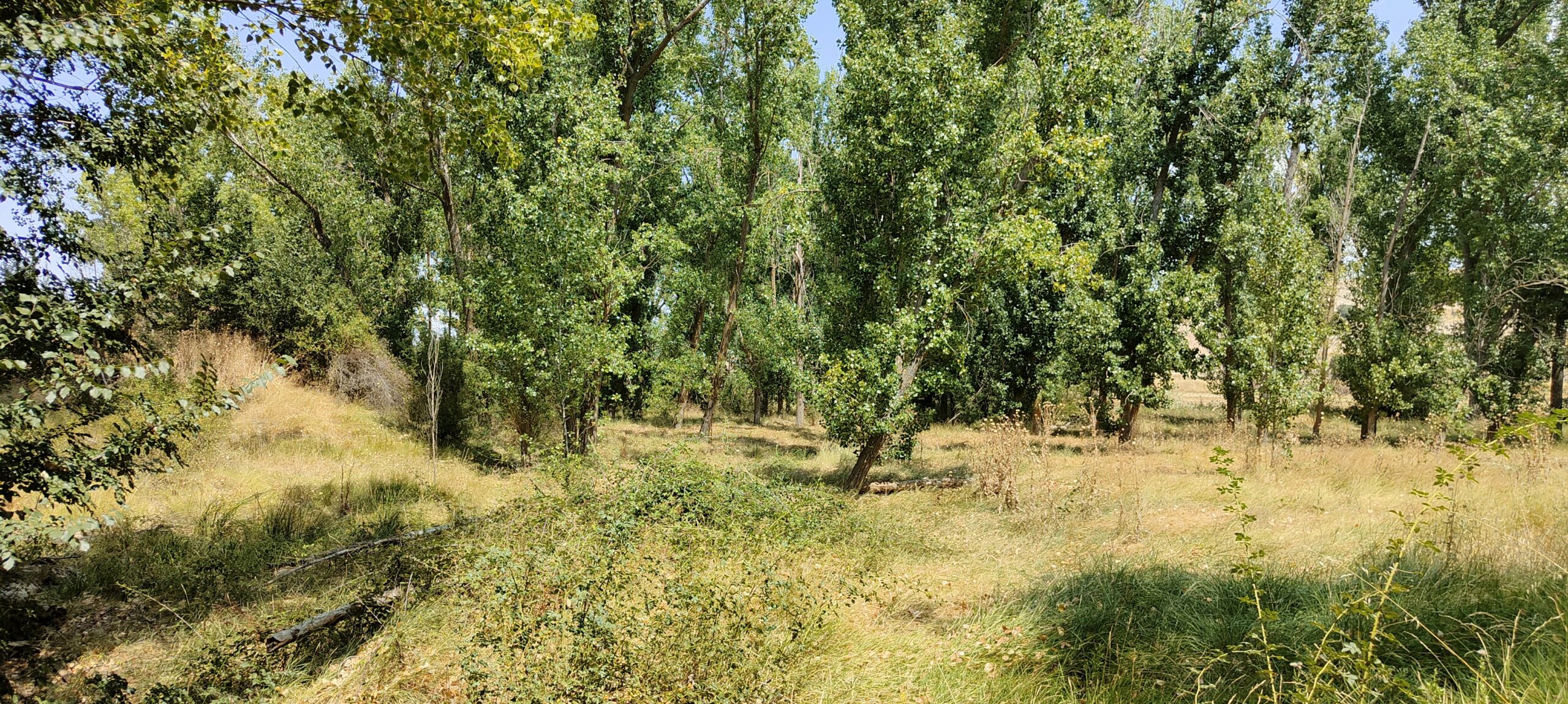 Molino de la Granja 1