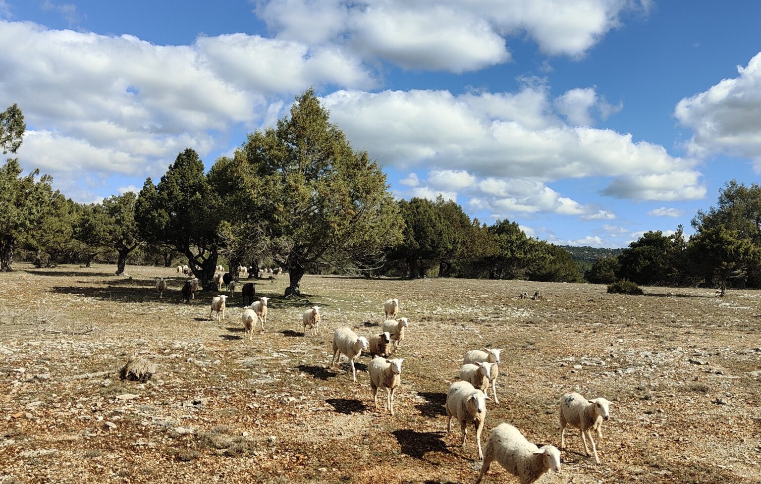 IMG20260313113349-1536x977