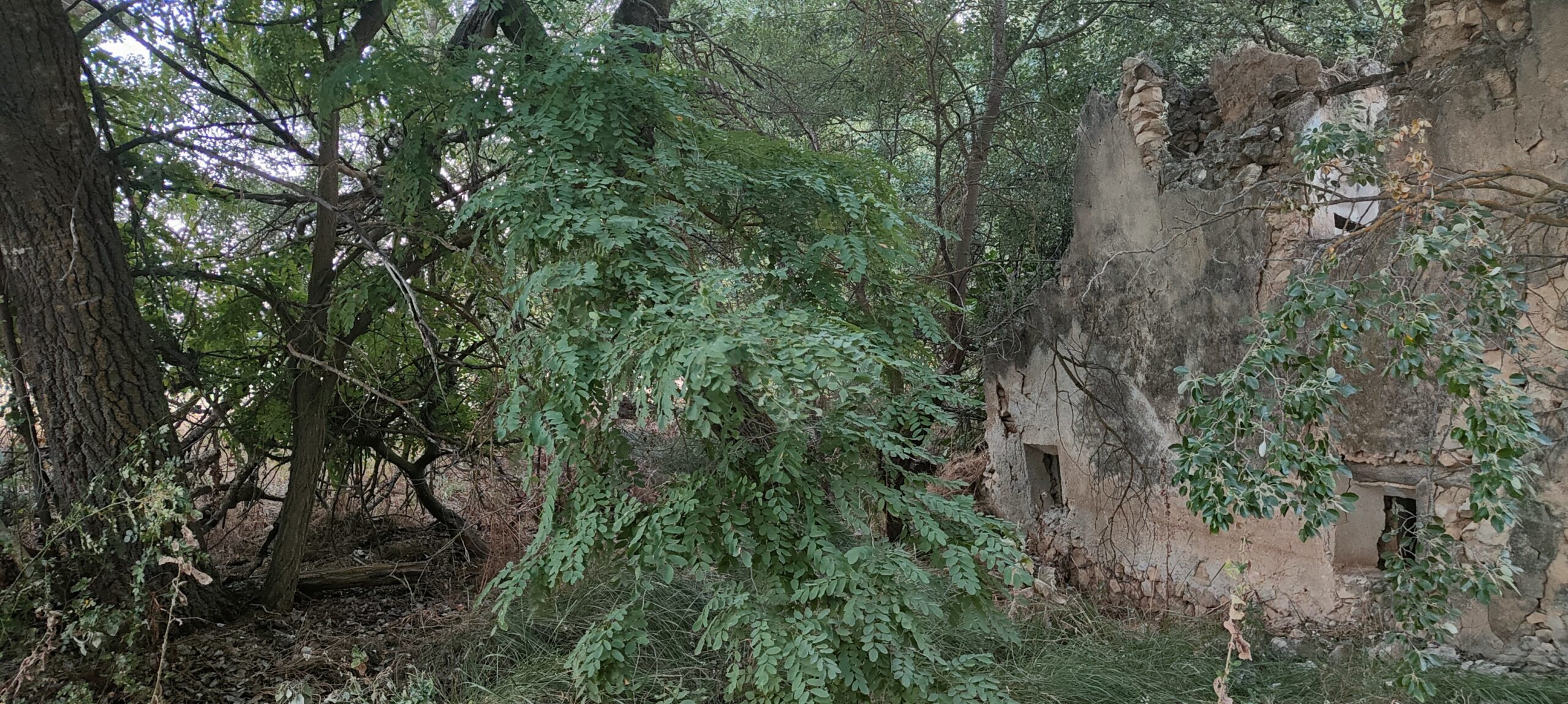 Molinillo del Tío Jesús (2)